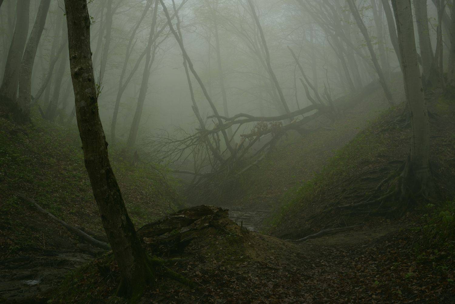весна туман лес утро, Александр Жарников