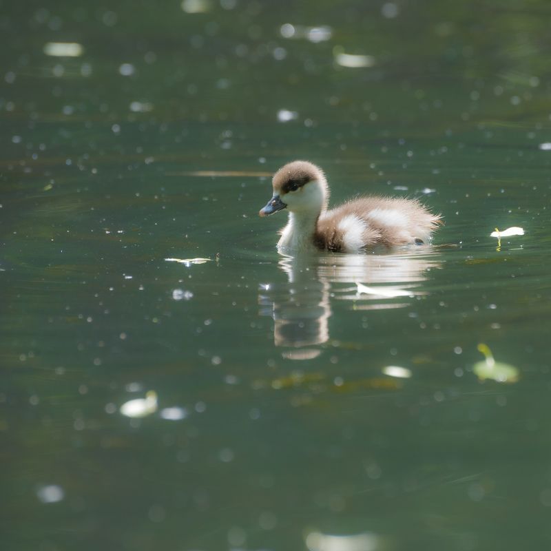 Птенец о́гаря фото превью