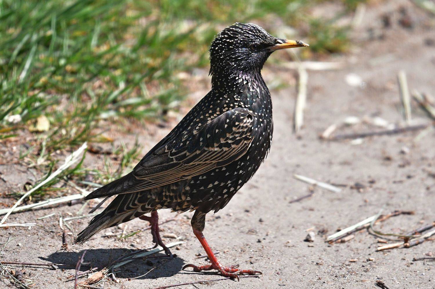 , Корнейчук Игорь