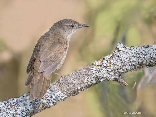 Savi's warbler