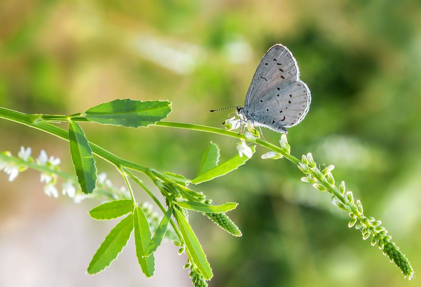 насекомые, бабочка, голубянка, весенняя, Борис Новиков