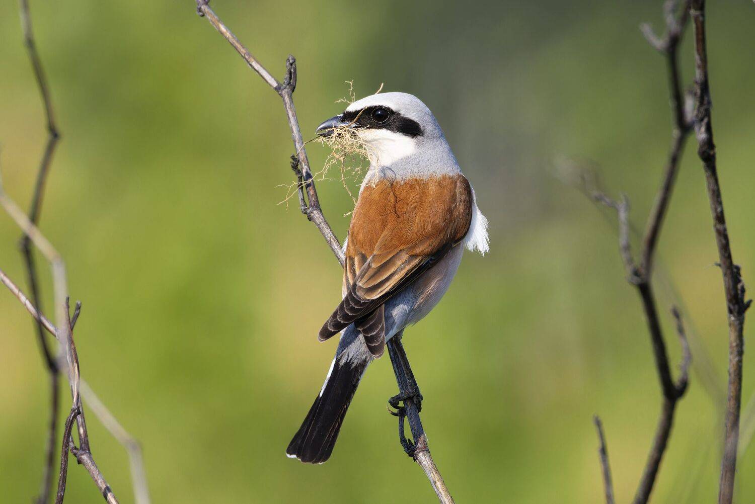 , Александр Шипиленко