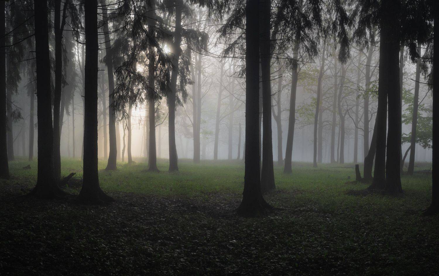 лес, свет, утро, природа, Баранов Олег