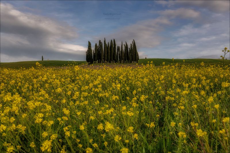 italy,san quirico d\\\'orcia,italia,тоскана,pienza,кипарисы,toscana,весна,tuscany,cipressi,belvedere,пьенца, Бушующая весна фото превью