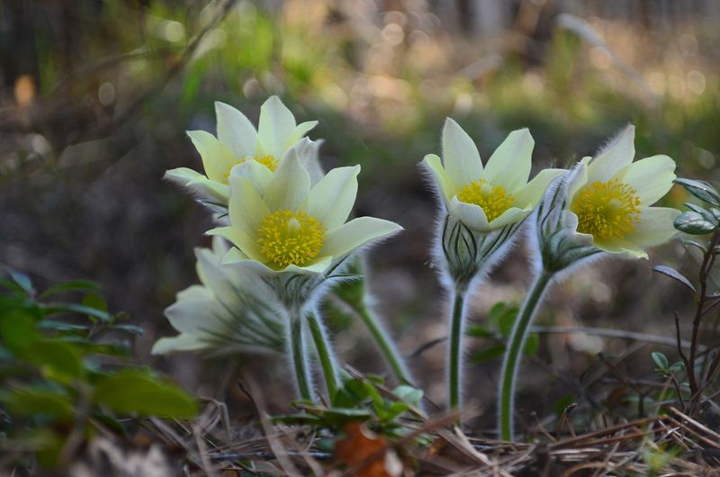 В лесной тени. Сон-трава фото превью