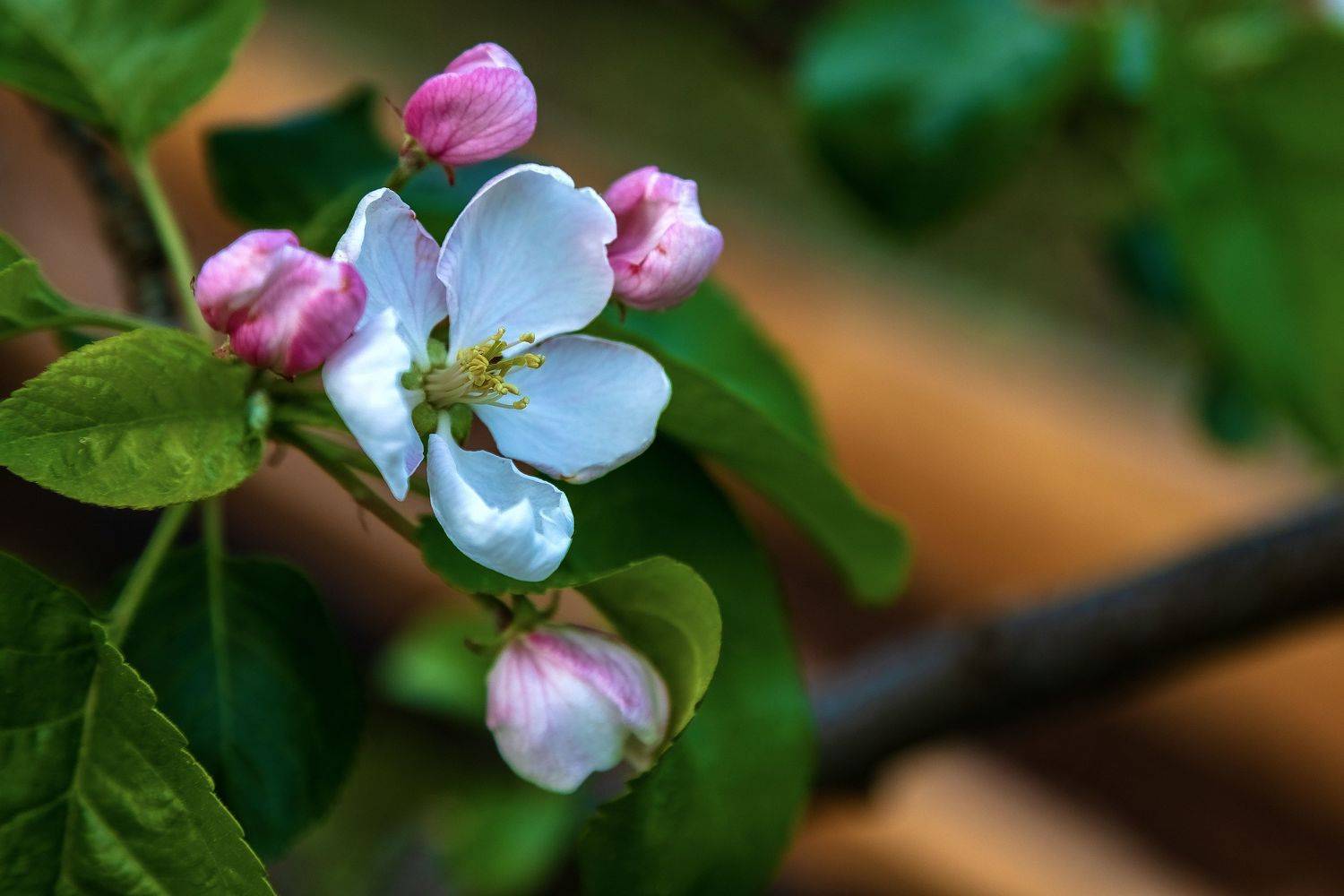 цветы, сад, весна, макро, природа, яблоня, Игнатьев Александр