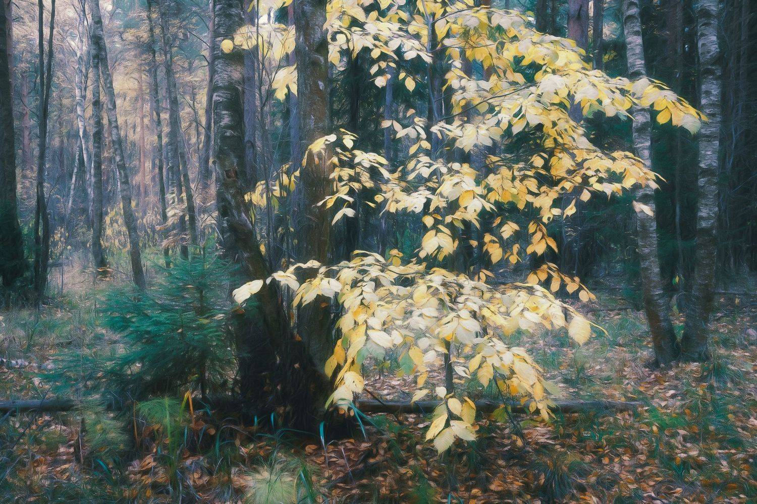 лес, осень, деревья, пейзаж, forest, woodland, trees, landscape, autumn, Валерий Вождаев