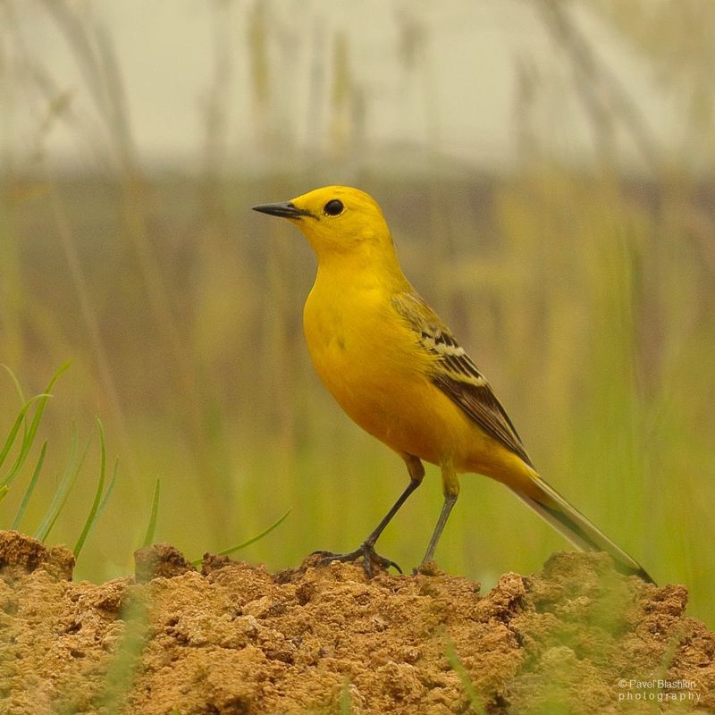 Желтолобая трясогузка фото превью