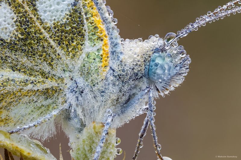 Портретик фото превью