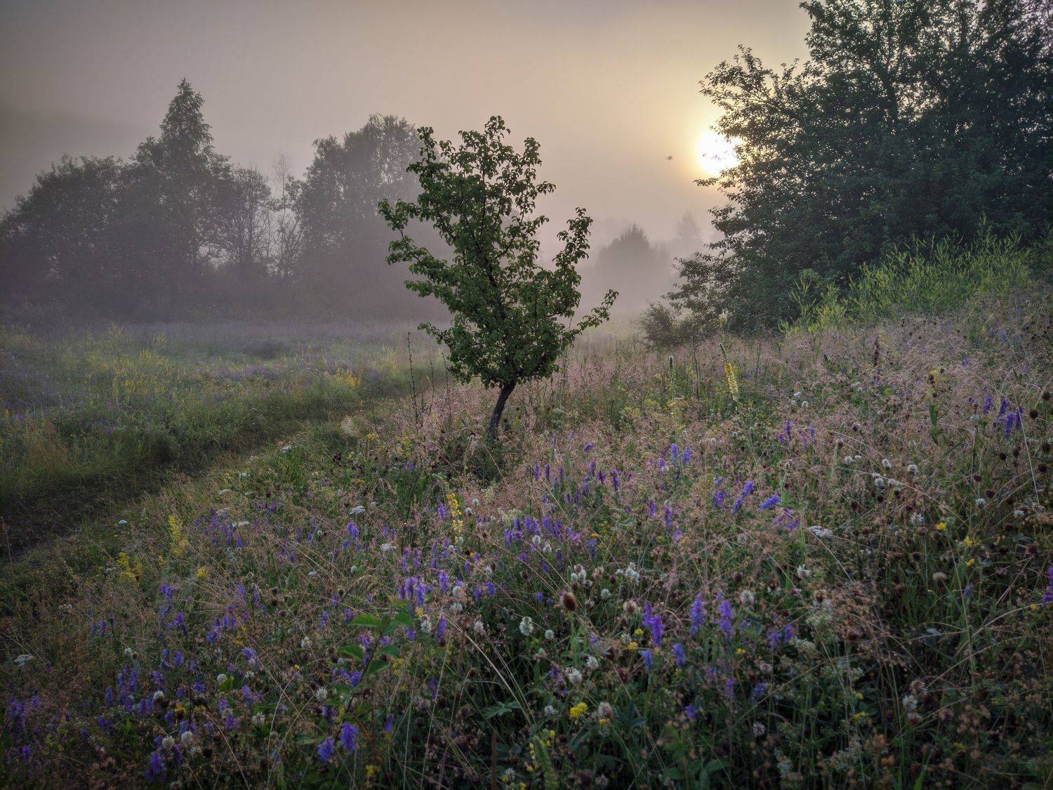 , Светлана Кондрашова