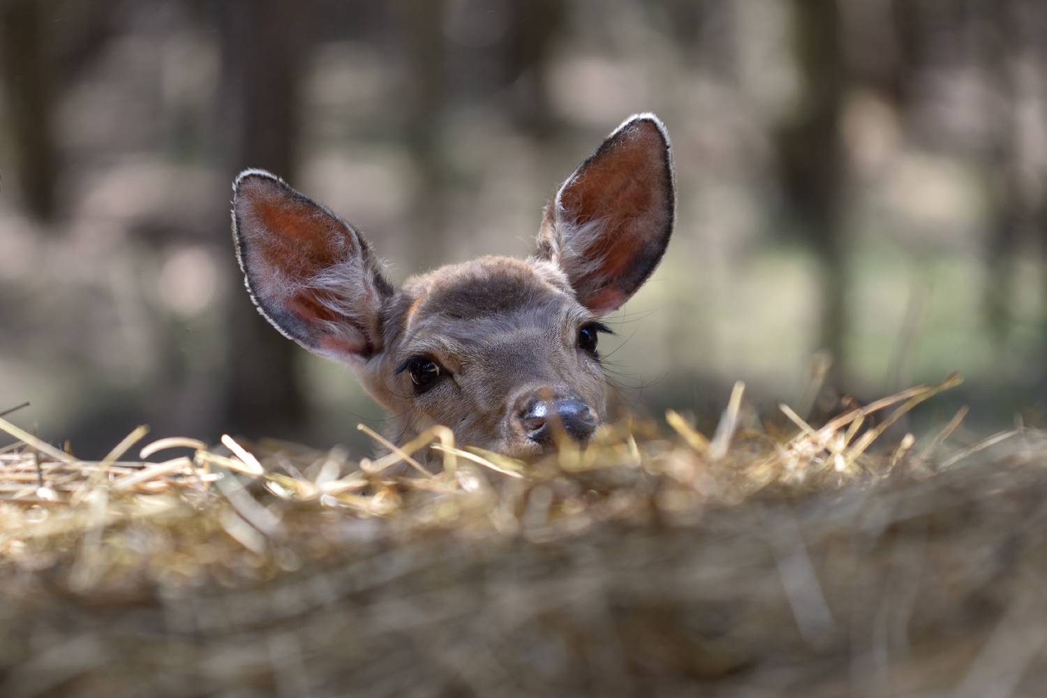 лес,животные,оленёнок, Виталий Полуэктов