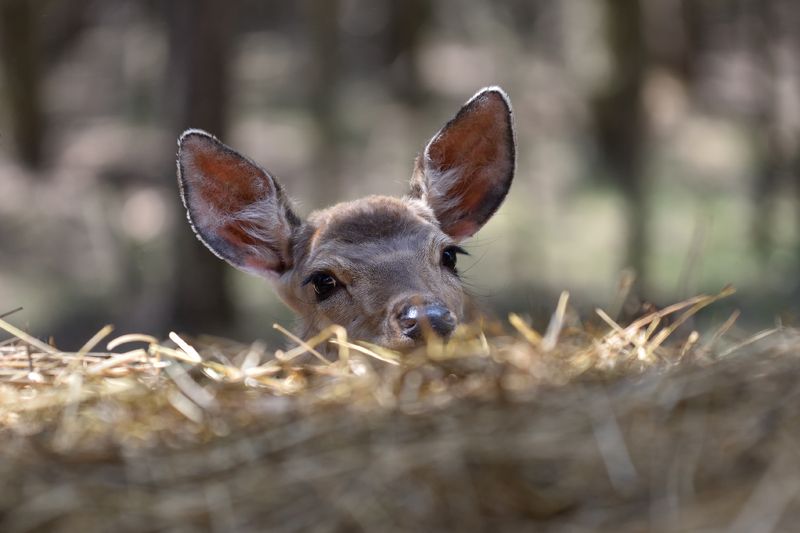 *** фото превью