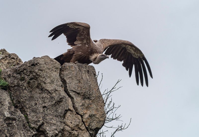 кисловодск, белоголовый сип, аликоновское ущелье Белоголовые сипы фото превью
