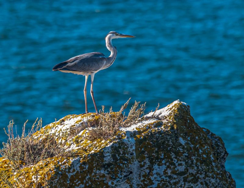 крым, казантипский заповедник, птицы, серая цапля Серая цапля фото превью