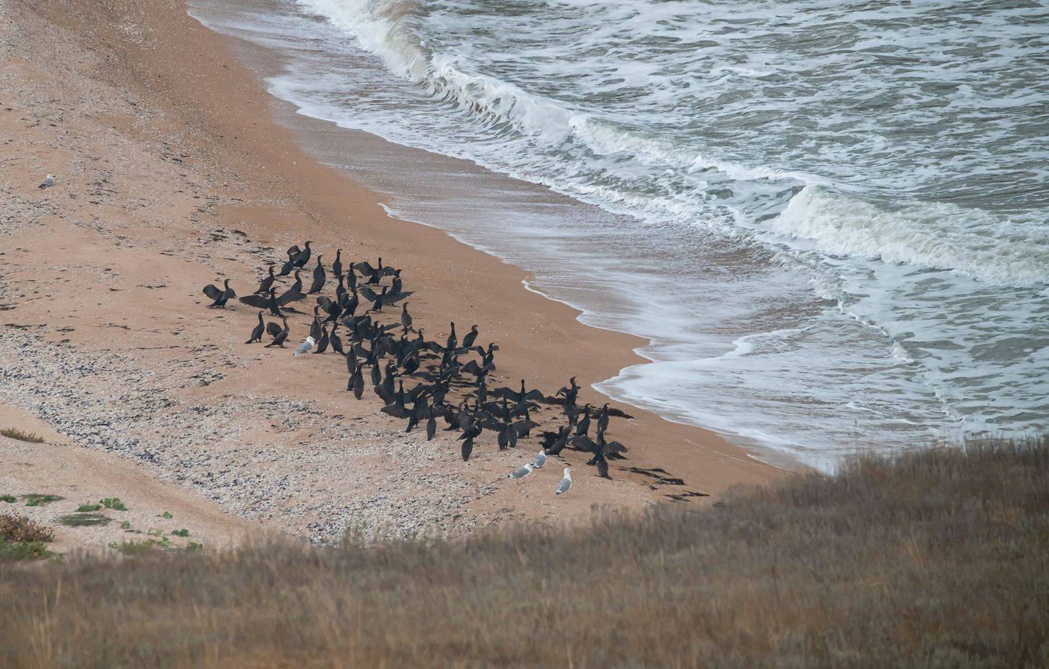 крым, казантипский заповедник, птицы, большой баклан, хохотунья, Савчук Сергей