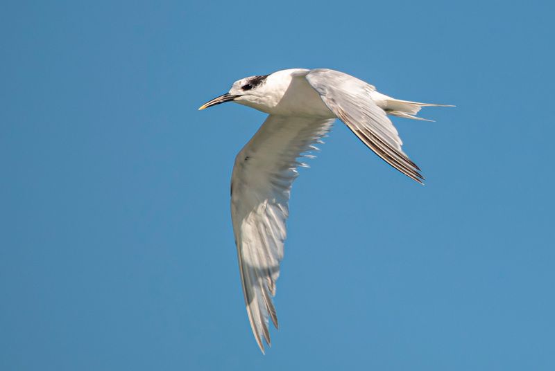 крым, казантипский заповедник, птицы, пестроносая крачка Пестроносая крачка фото превью
