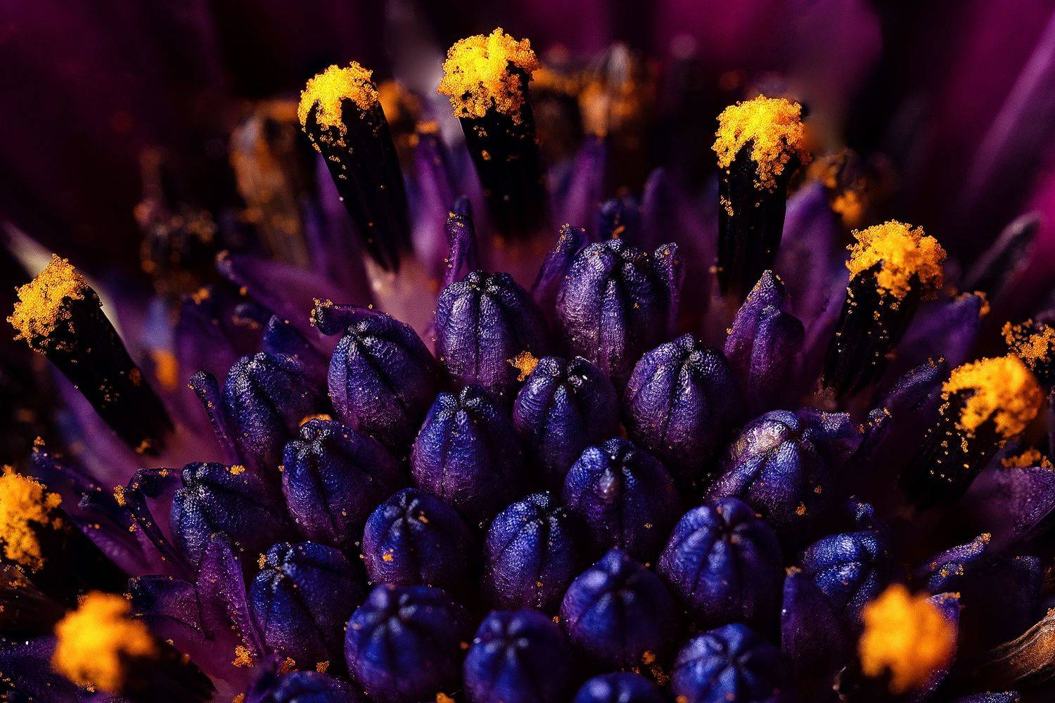 #цветы #макро #природа #фауна #пестики #тычинки, Сергей Найбич