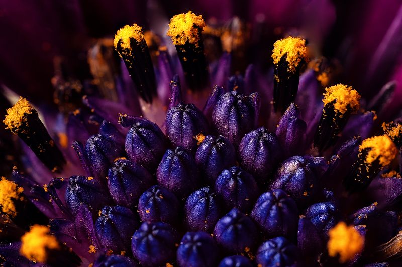 #цветы #макро #природа #фауна #пестики #тычинки Чужие фото превью