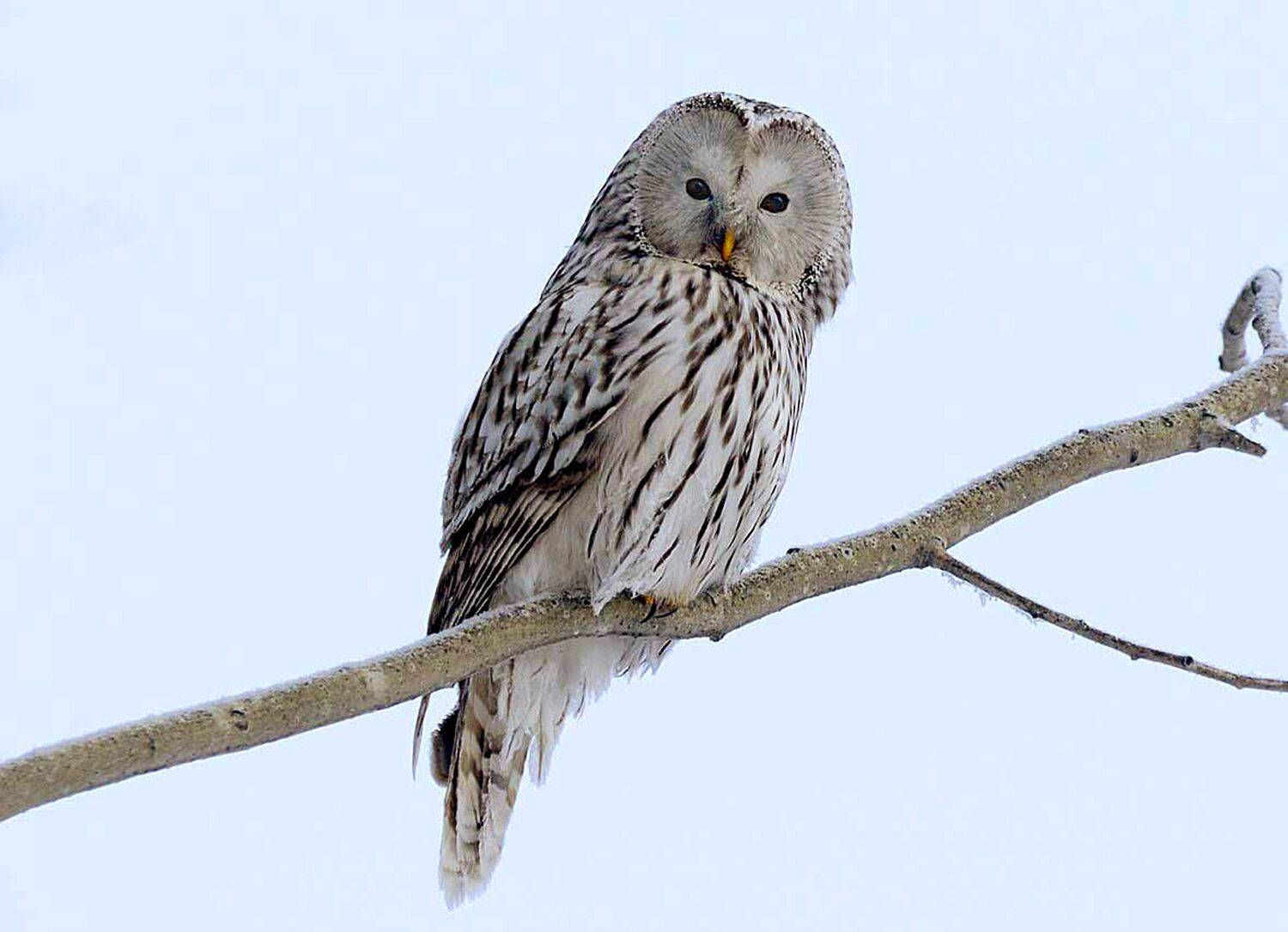 , Белоусов Михаил