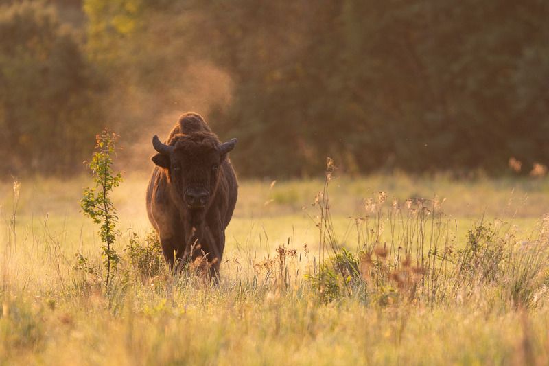 las,ssaki,żubry,fauna,dzika przyroda,podlasie,puszcza białowieska,zwierząta Żubr  фото превью