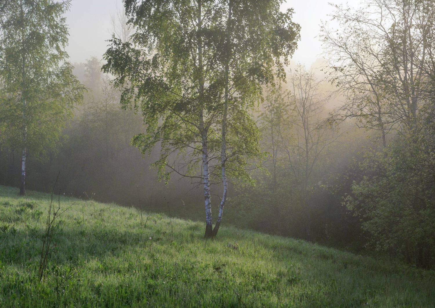 утро , весна , туман, Александр Свистков