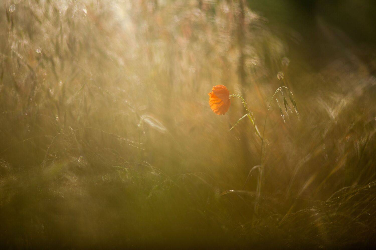 , Викулов Николай