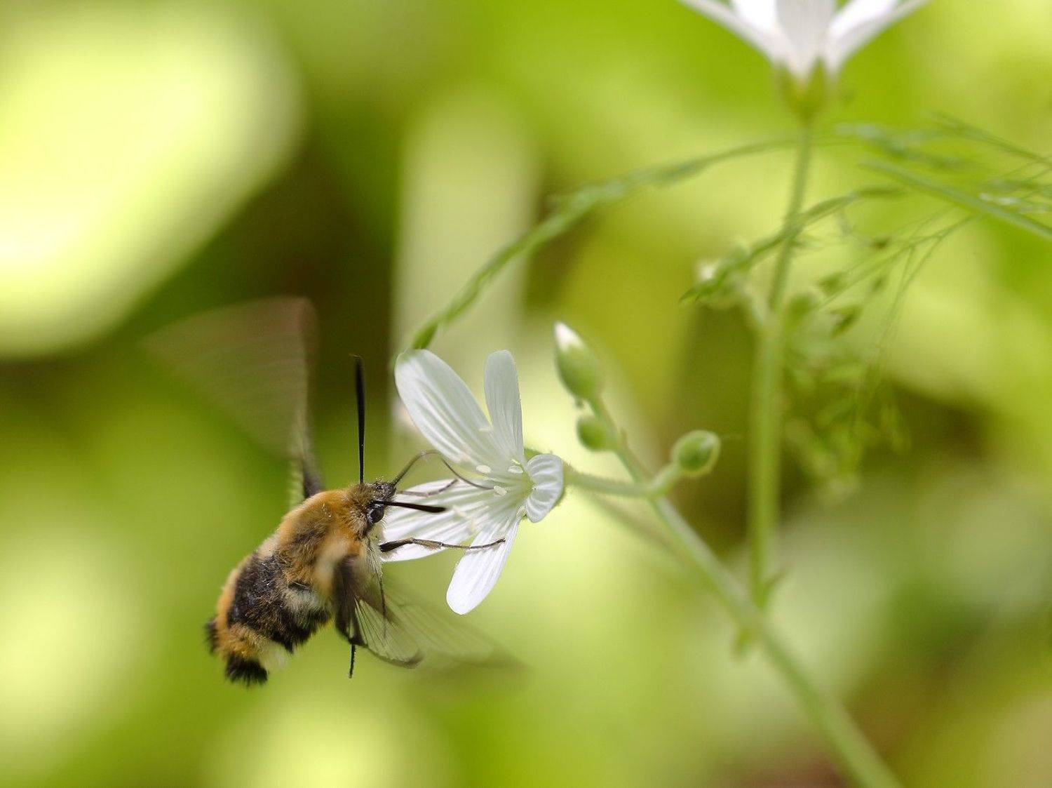 бабочка, бражник, шмелевидка, жимолостная, hemaris, fuciformis, Евгений Слободской