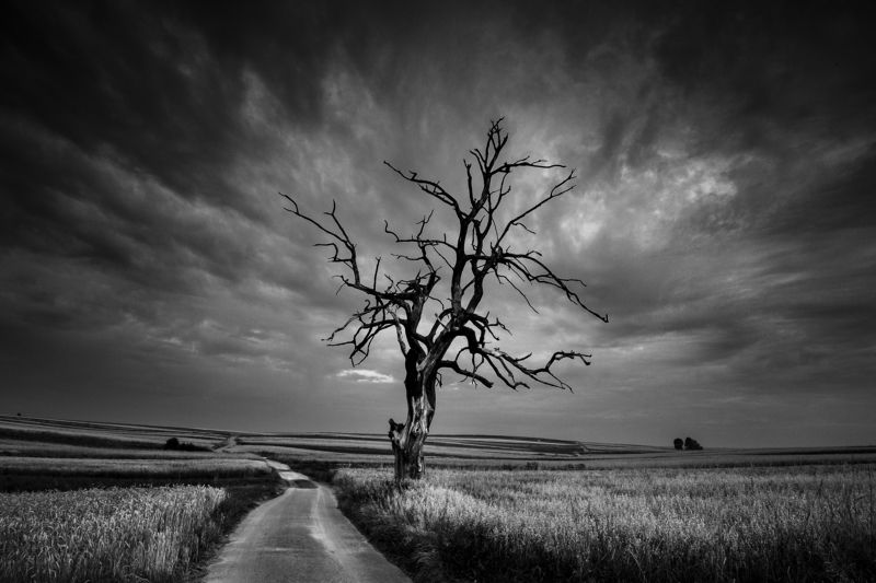 Lone tree фото превью