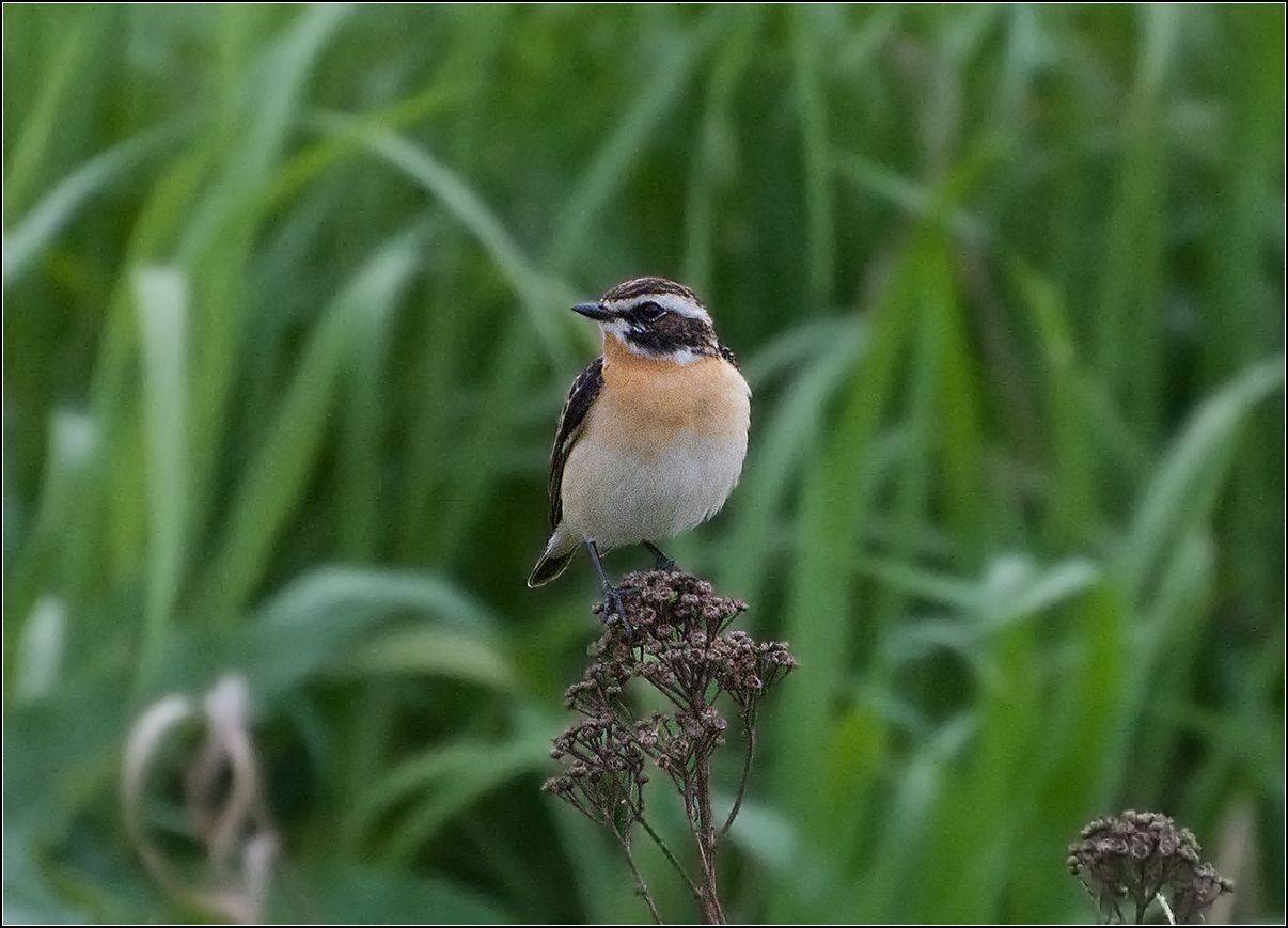 москва, май, парк, птица, луговой чекан, АНАТОЛИЙ ДОВЫДЕНКО