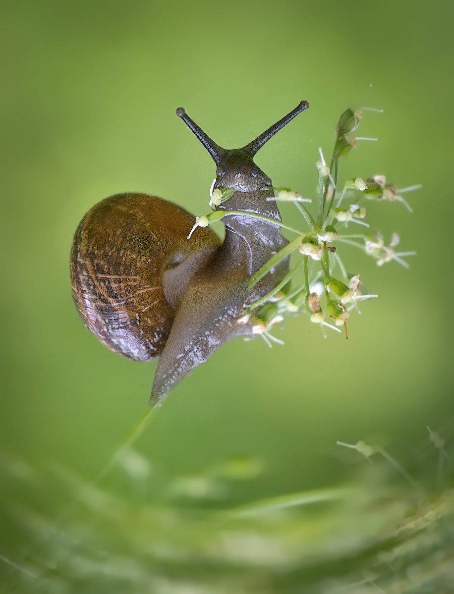 улитка, Сергей Аникин