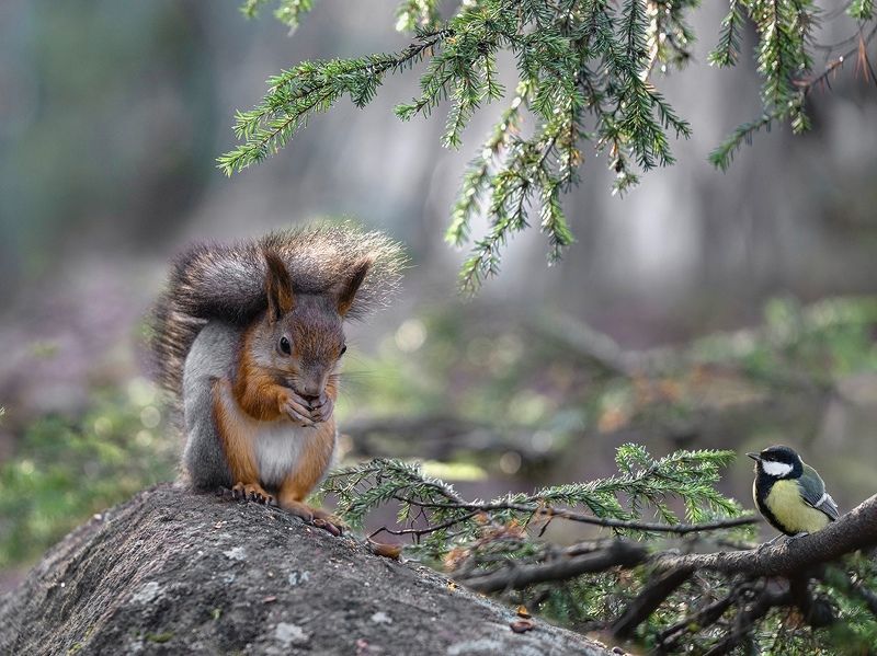 фото превью