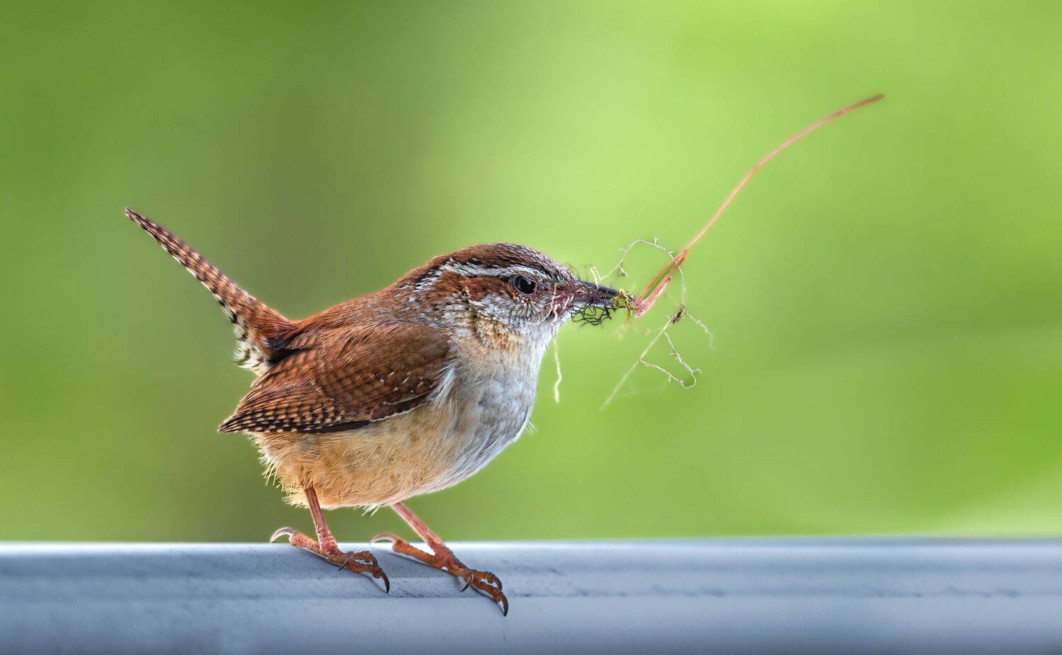 bird, songbird, mockingbird, songbirds, mockingbirds, nature, animals, wild, sparrow, Atul Saluja
