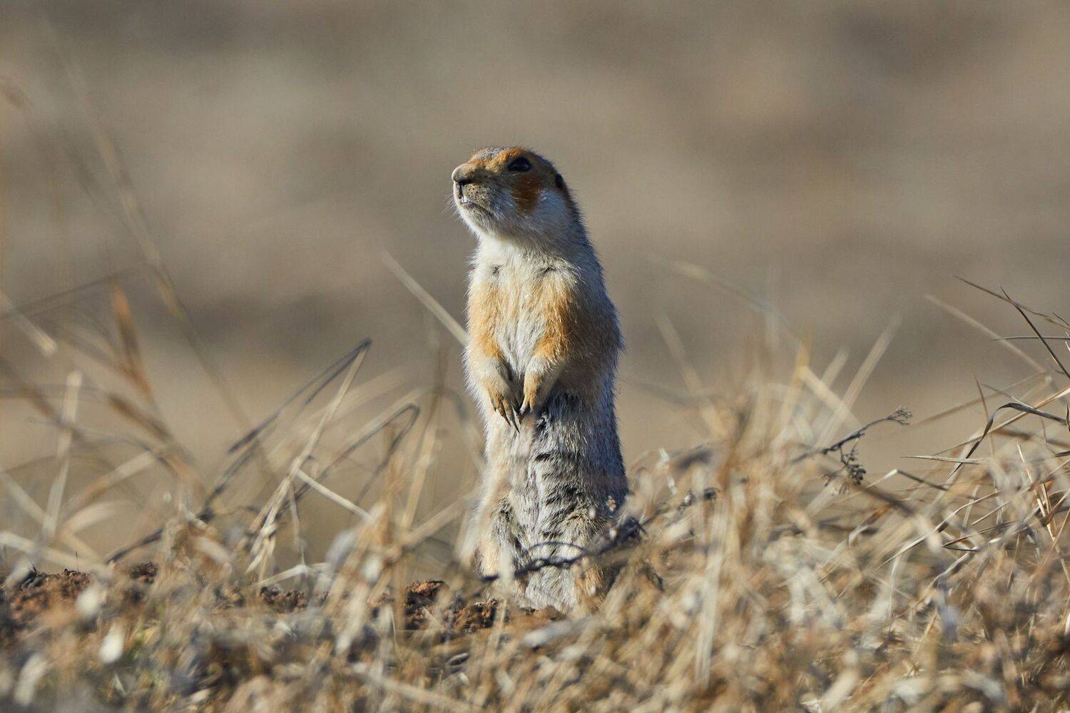 , Гильманов Артур