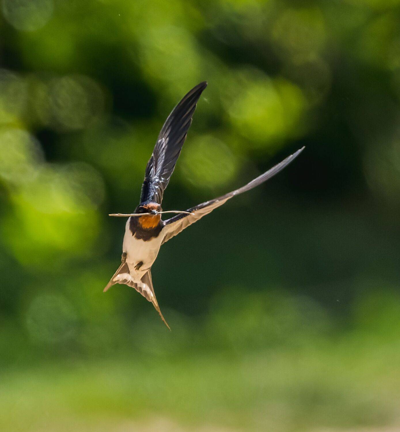 , Дэм Константин
