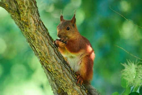 Sciurus vulgaris