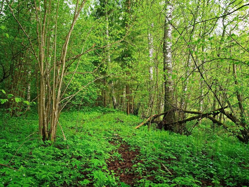 В майском лесу фото превью
