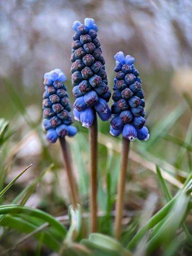 Muscari