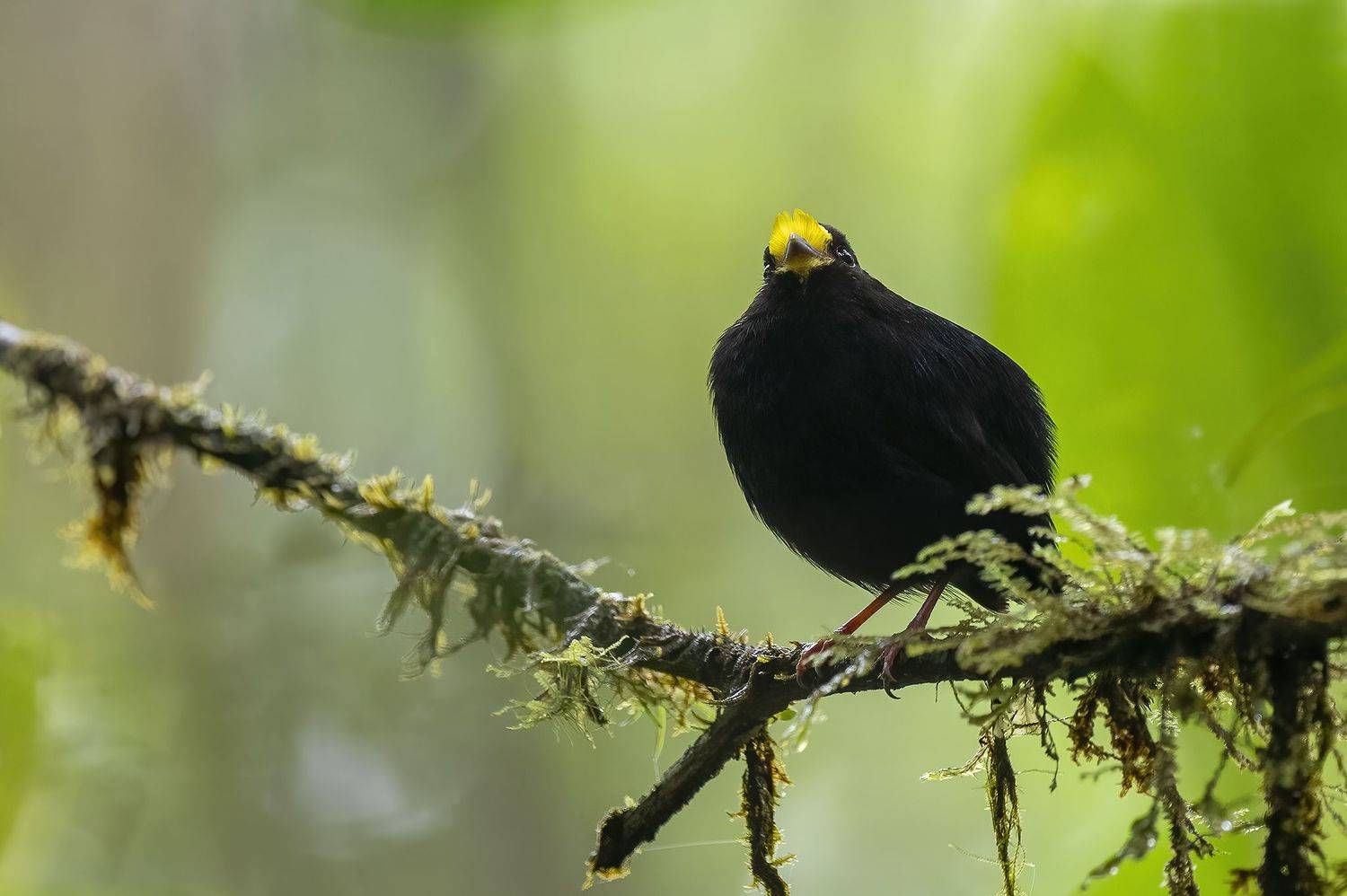 , Burgalin Sequeira Fernando