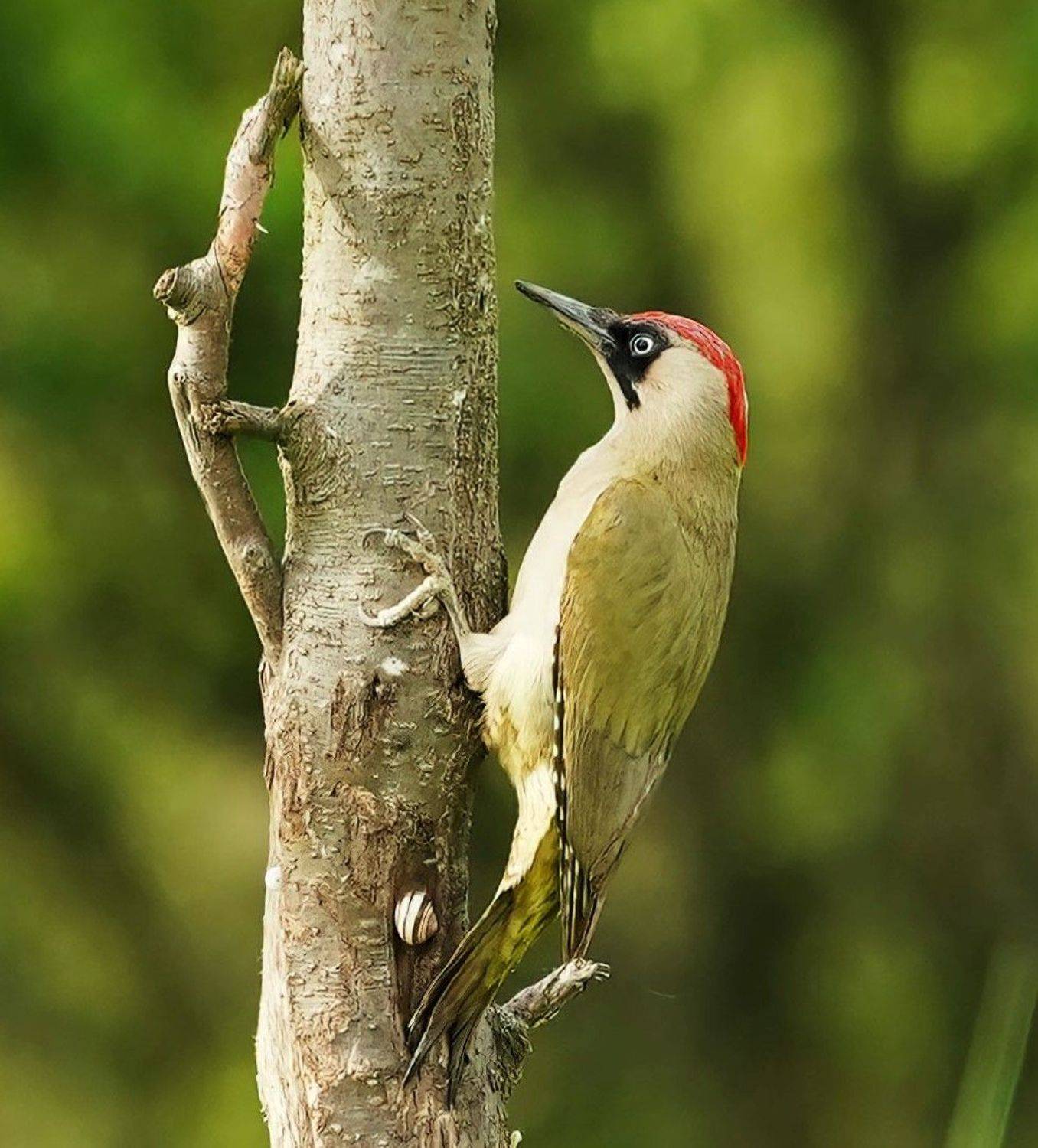 , Красимир Георгиев