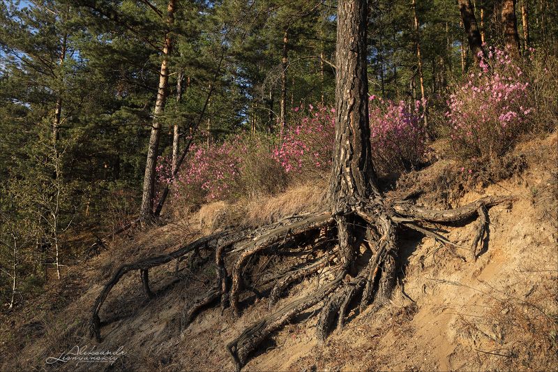 забайкальский край, багульник В Забайкалье весна фото превью