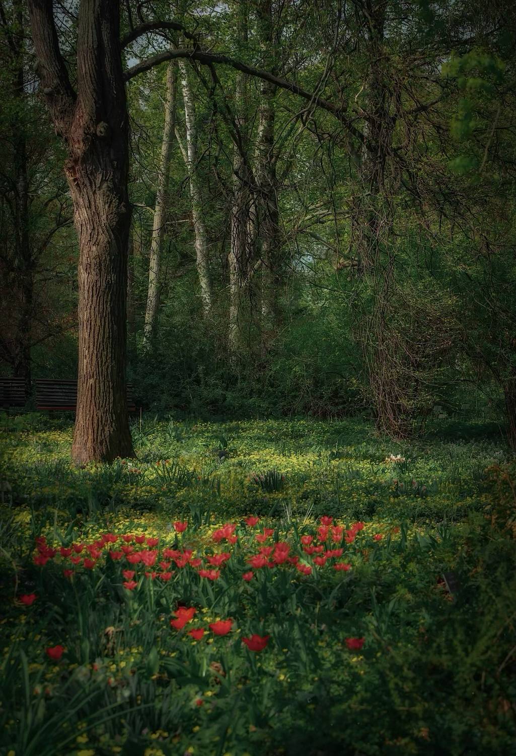 весна, spring, природа, nature, landscape, пейзаж, цветы, flowers, Julia Kaissa