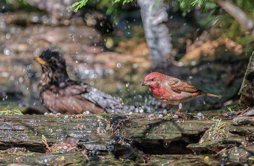 Купание красного воробья (чечевица)
