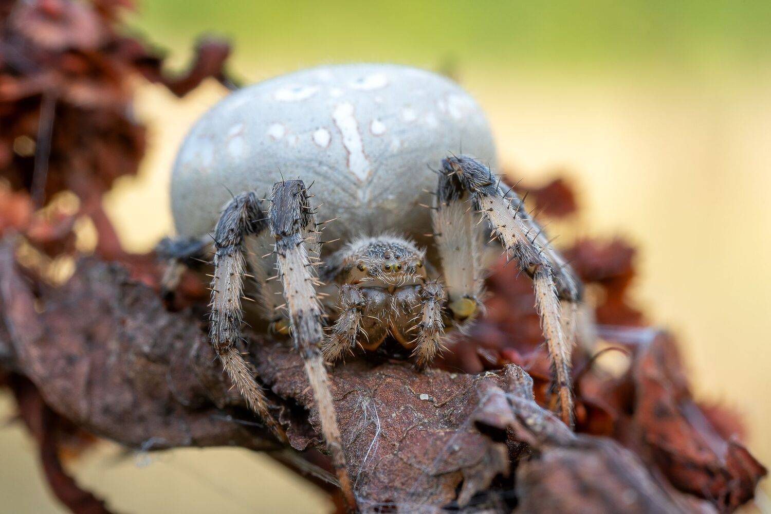 , Кузнецов Дмитрий