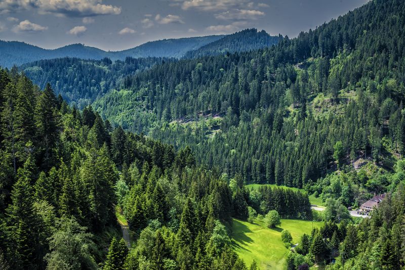 Шварцвальд(черный лес) фото превью
