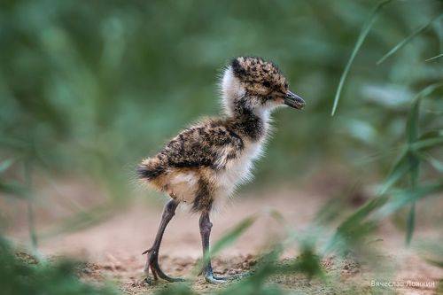 Малютка Чибис