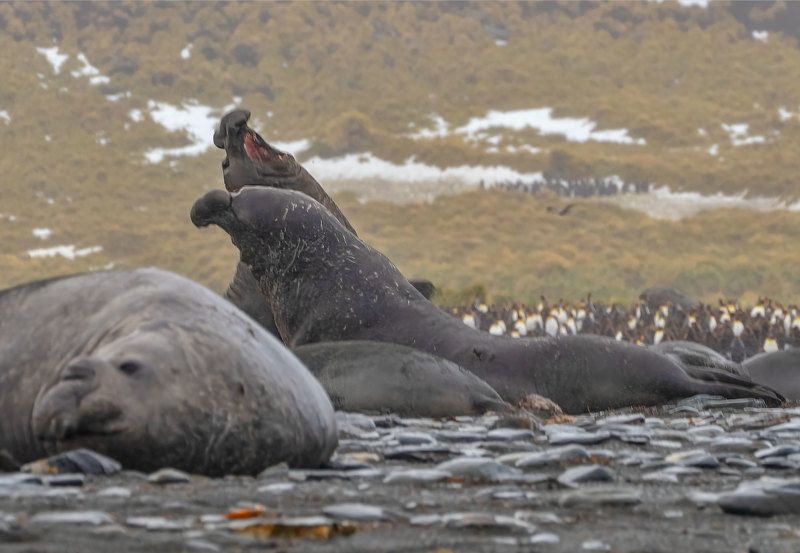 See Elephants; Antarcica. see elephants, fight фото превью