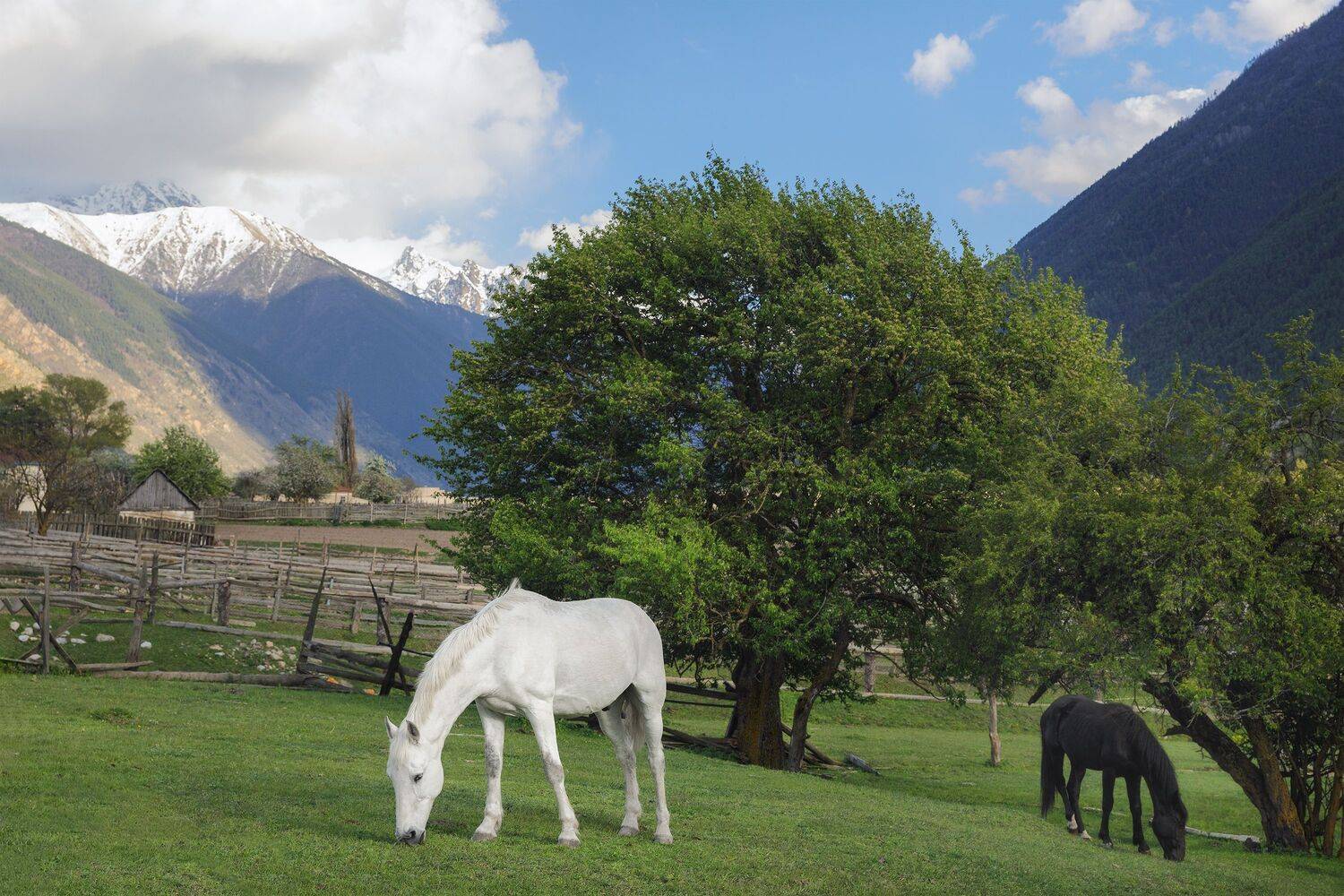 лошадь, жеребец, конь, пейзаж, кавказ, кчр, весна, животные, природа, landscape, horses, Чаланов Иван