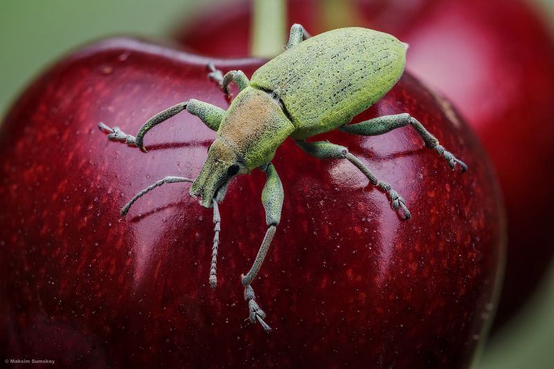 Любитель черешни фото превью