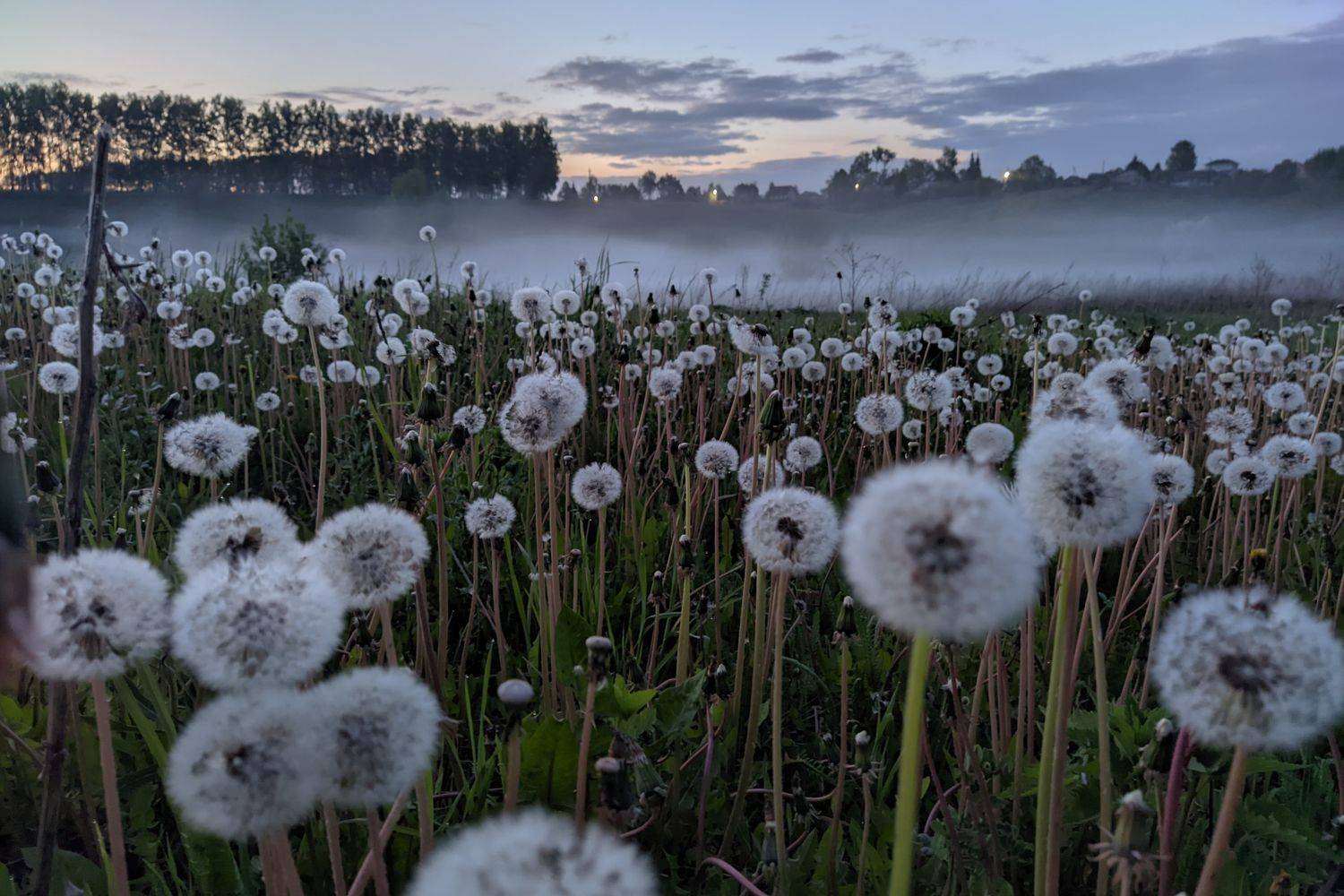 , Светлана Кондрашова