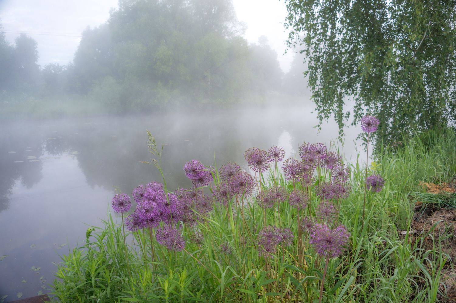 , Светлана Кондрашова